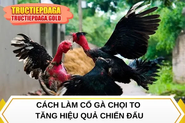 Cách làm cổ gà chọi to tăng hiệu quả chiến đấu