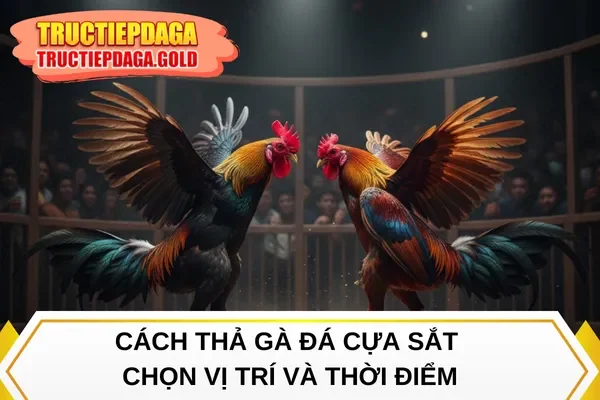 Cách thả gà đá cựa sắt chọn vị trí và thời điểm