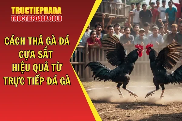 Cách Thả Gà Đá Cựa Sắt Hiệu Quả Từ Trực Tiếp Đá Gà