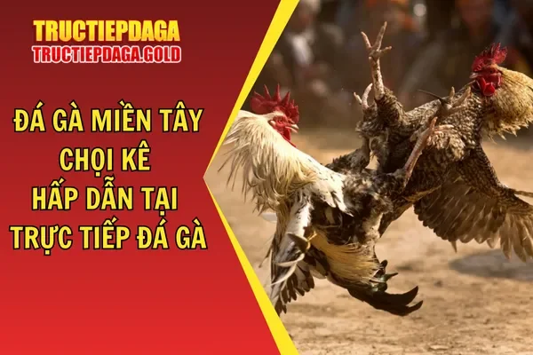 Đá Gà Miền Tây - Chọi Kê Hấp Dẫn Tại Trực Tiếp Đá Gà