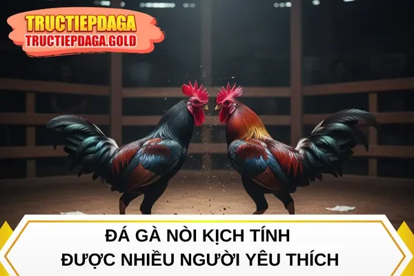 Đá gà nòi kịch tính được nhiều người yêu thích