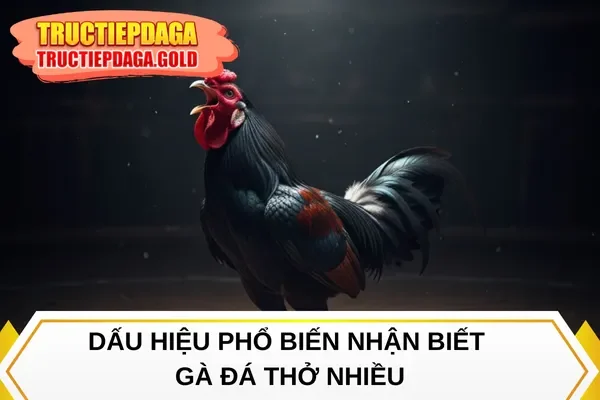 Dấu hiệu phổ biến nhận biết gà đá thở nhiều