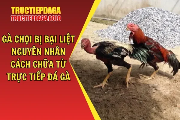 Gà Chọi Bị Bại Liệt Nguyên Nhân, Cách Chữa Từ Trực Tiếp Đá Gà