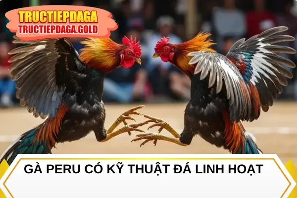 Gà Peru có kỹ thuật đá linh hoạt