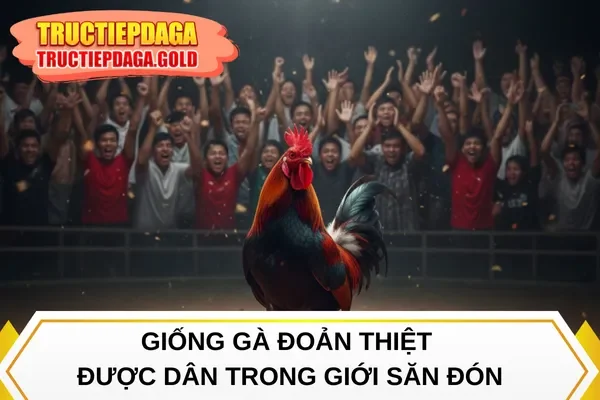 Giống gà đoản thiệt được dân trong giới săn đón