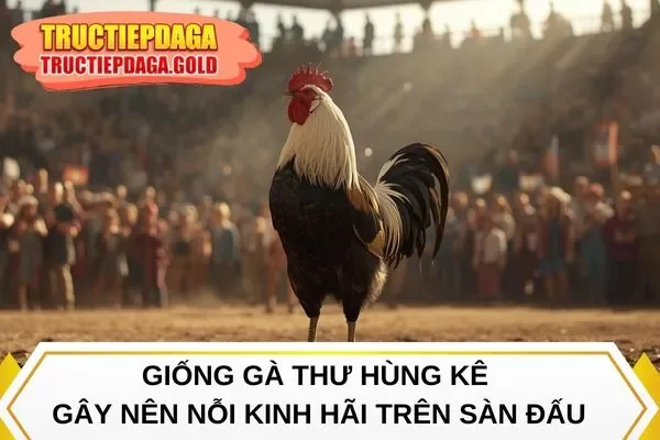 Giống gà thư hùng kê gây nên nỗi kinh hãi