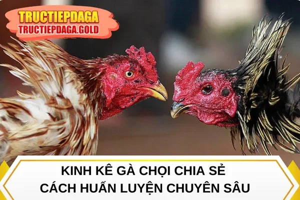 Kinh kê gà chọi chia sẻ cách huấn luyện chuyên sâu