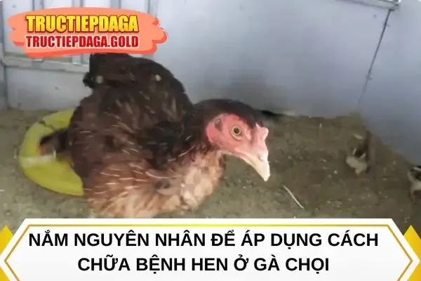 Nắm nguyên nhân để áp dụng cách chữa bệnh hen ở gà chọi